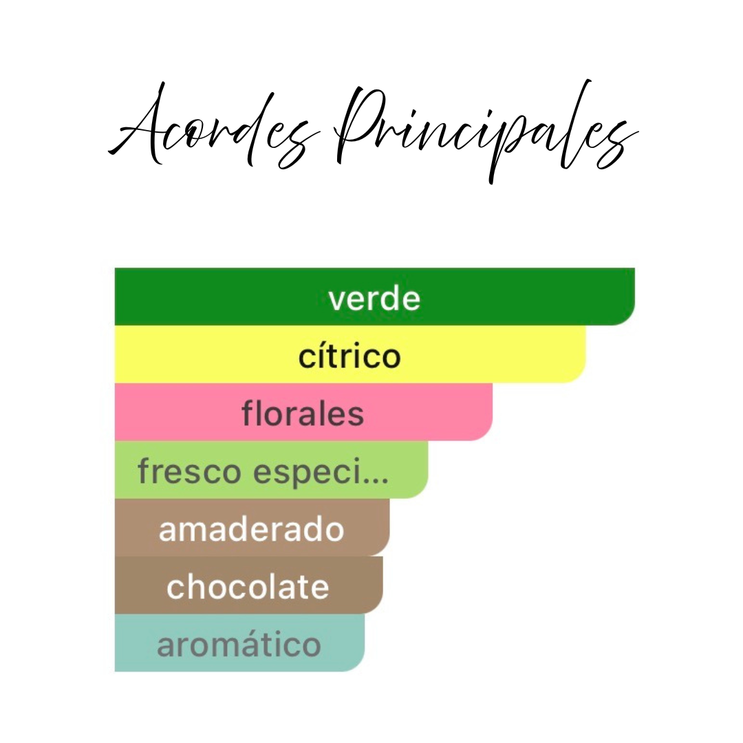 Acordes principales Tubbees Matcha Made in Heaven – verde, cítrico, florales, fresco especiado, amaderado, chocolate y aromático. Bruma corporal de vibra meditativa y fresca
